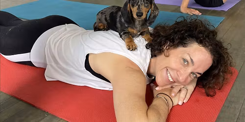 Puppy Yoga by Yoga Kawa Toronto Dachshunds