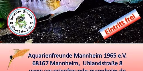 Mannheimer Zierfischtag Nov. 2025
