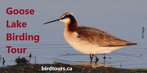 Goose Lake Birding Tour