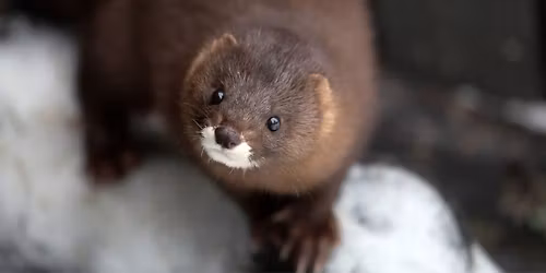 Korkeasaaren marraskuun ilmaisp\u00e4iv\u00e4t | Free admission days