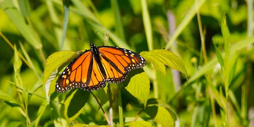 Guided Walk: Amazing Monarchs
