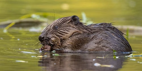 Beaver Pond Restoration in Tigard
