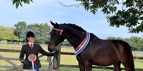 #5 inhand and ridden by havana shows- points series