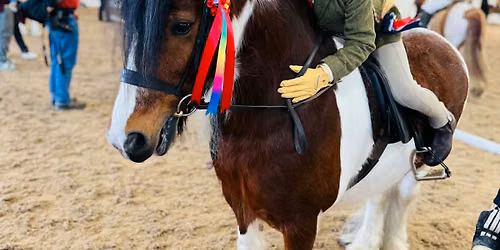#5 inhand and ridden by havana shows- points series