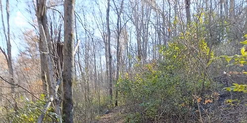 Trail Maintenance on Trail 1