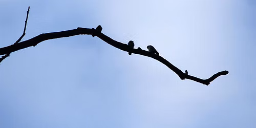 Words from Birds: August Edition