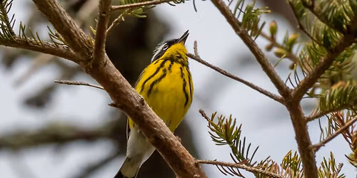 Birding by Ear with Dan Gardoqui