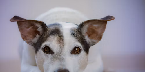 Der neurologische Patient