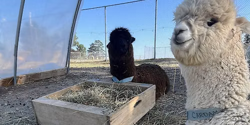 Hungry? Alpaca Picnic! Sunset Edition!