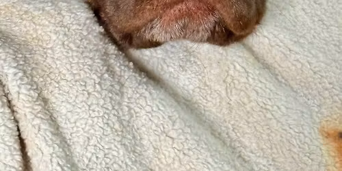 Dog Adoption Event@Pet Supplies Plus\/Talmadge