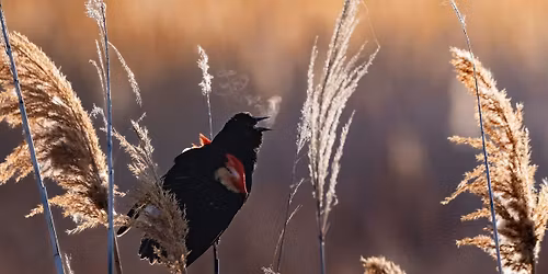 Birds of Bear River Photography Exhibit