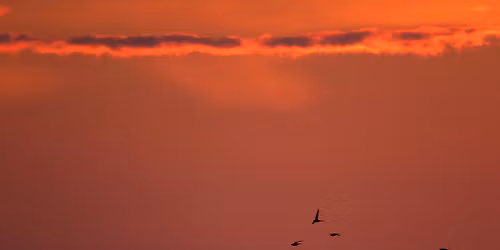 Tammikuun Lintuilta: Tervap\u00e4\u00e4skyn pesim\u00e4biologiasta - onko laji jo v\u00e4hentynyt?