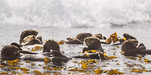 Science Pub: Sea Otters