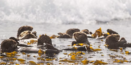Science Pub: Sea Otters