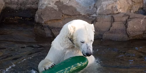 International Polar Bear Day