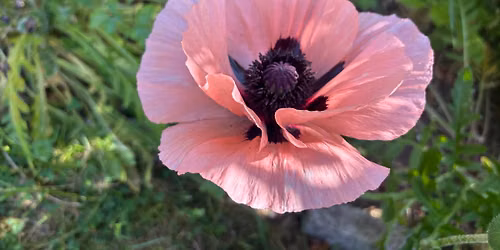 Armathwaite Open Gardens 2026 