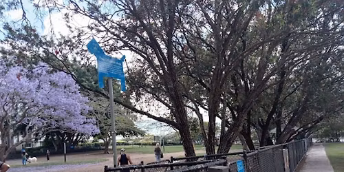 SCHNAUZER SOCIAL - Brisbane