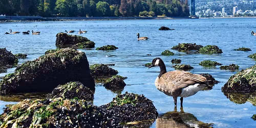 Goose Vancouver Tickets