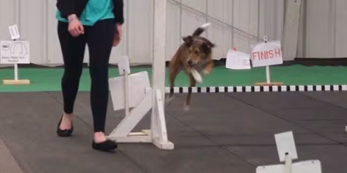 Rally\/Obedience Foundations