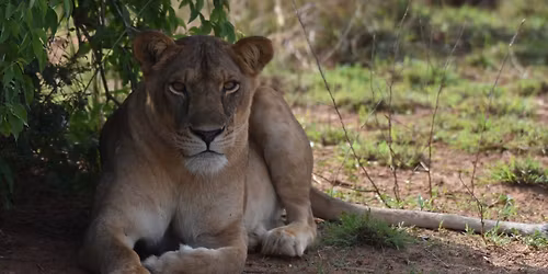 Red Chilli Murchison Falls 3 Day Falls and Game Safari at $370pp