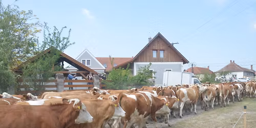9th Cattle Drive in Dunaszeg