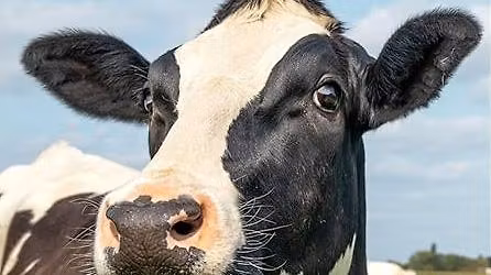 "Treffpunkt Stadtbibliothek" der MBG: Dietmar Gaumann liest aus "Heilige K\u00fche"