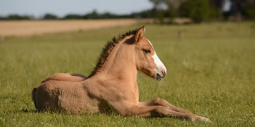 "Are You Ready? AlignmentHORSE Transforming Equitation" with Katherine