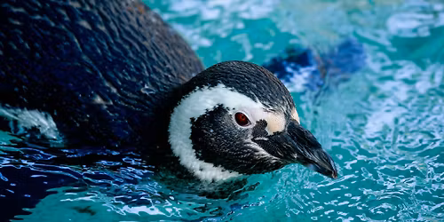 Earth Day Celebration at Potter Park Zoo!