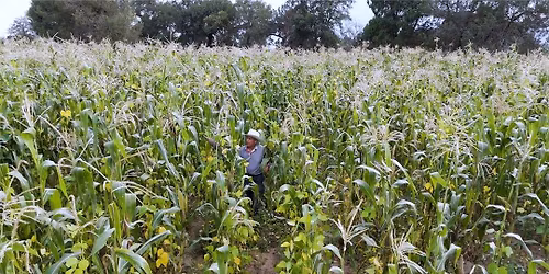 Documental \u00abSemillas de soberan\u00eda\u00bb en el Festival del Ma\u00edz Criollo Puebla