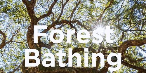 A Forest Bathing Experience - REWILD YOURSELF!