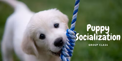 Puppy Socialization