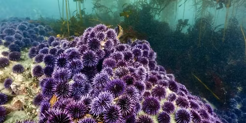 Kelp, Urchins, & the Right to Restore