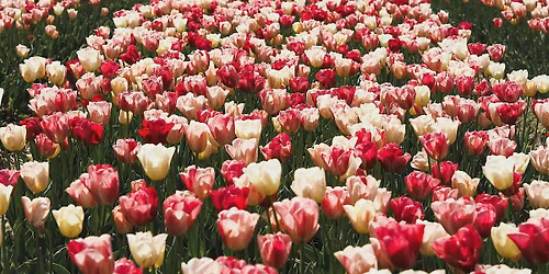 Mother's Day Needlepoint Night