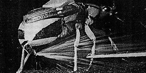 Cool Insect Defenses