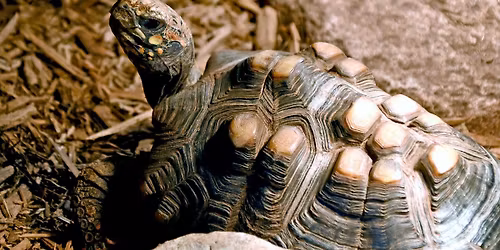 Feeding Time at Hidden Oaks