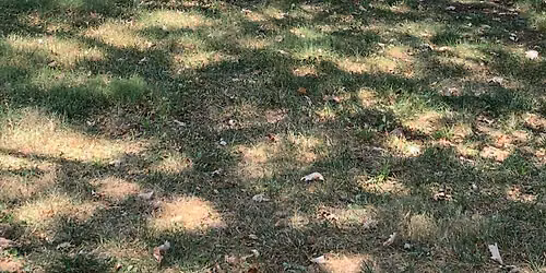 Picnic in the Park