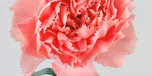 Mother's Day at Green Lawn