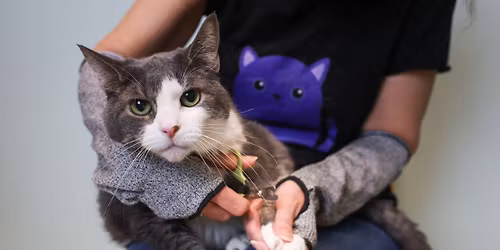 Bloomington Feline Rescue Cat Claw Clipping Clinic @ Pet Supply Plus 