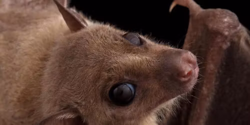 Fruit Bats