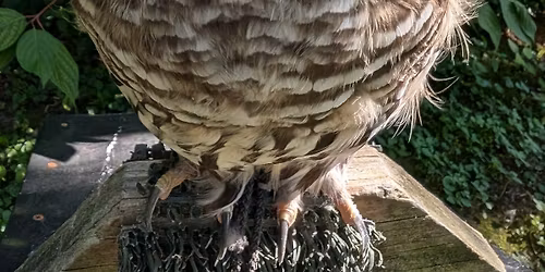 Eyes on Owls at Bay Beach Wildlife Sanctuary