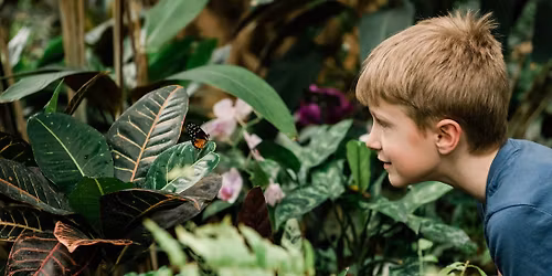 Sensory-Friendly Hours with the Butterflies