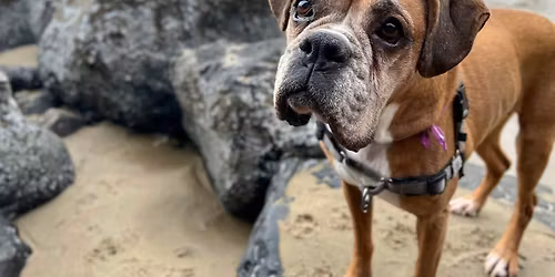 Northwest Boxer Rescue at Petpalooza