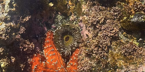 KelpFest Tidepool Tour At Main Beach Laguna Ocean Foundation 