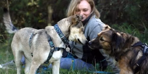 TERMIN 11.2025 - Pies w miejskich pu\u0142apkach - poziom 2 praktycznych warsztat\u00f3w z Joann\u0105 B\u0142o\u0144sk\u0105