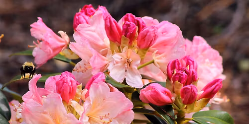 \ud83c\udf38 Guidet rundvisning i Niv\u00e5g\u00e5rd Rhododendronpark \ud83c\udf38 \u2013 med mulighed for f\u00e6llesspisning i caf\u00e9en