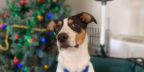 CADTS Christmas Party