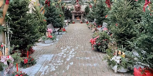 Christmas Minis at The Fields on Caton Farm \ud83c\udf32