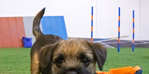 Puppy FUN Class - new class starts on Saturday 11 July 11.30-12.30