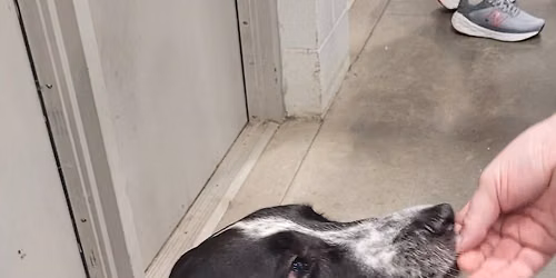 Household Obedience 2 class