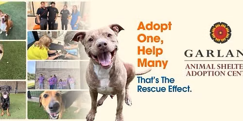 \ud83d\udc3e The Rescue Effect: FREE Adoption Weekends! \ud83d\udc3e